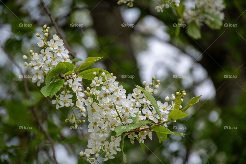 White Blossoming Branch of Bird Cherry