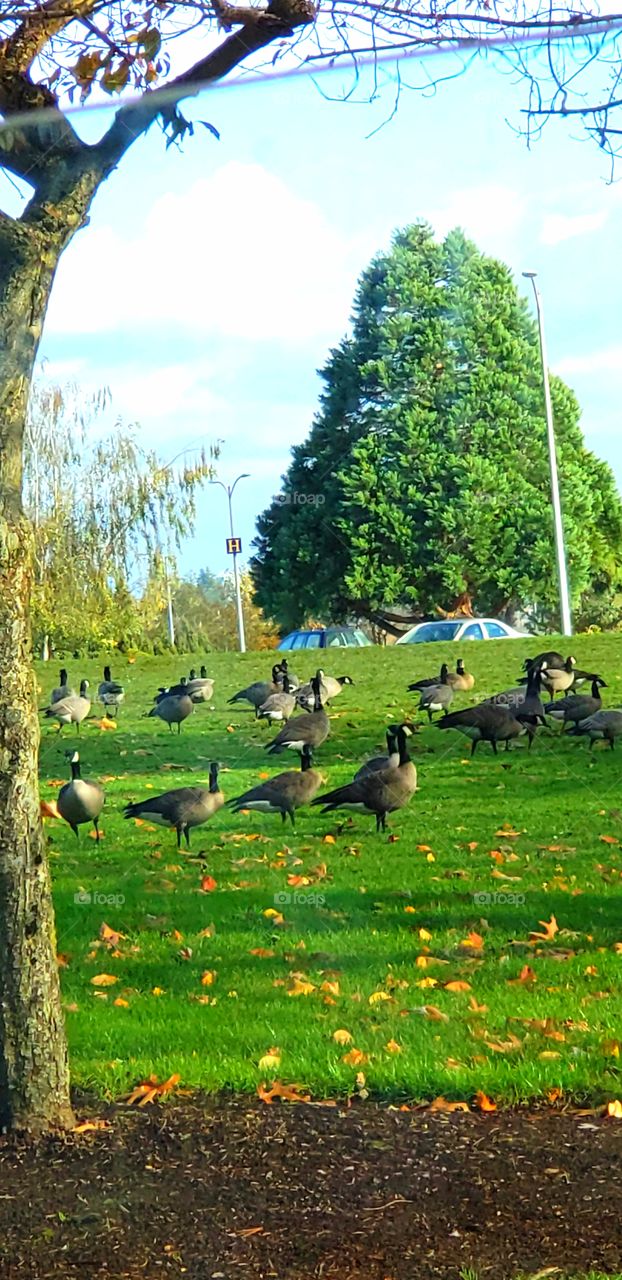 A gathering of the geese