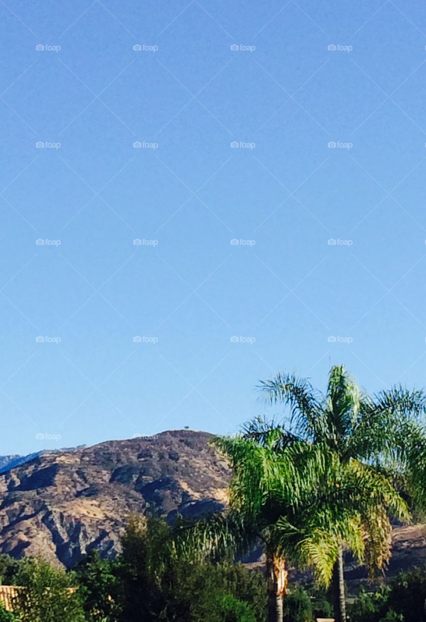 Palm trees and hills