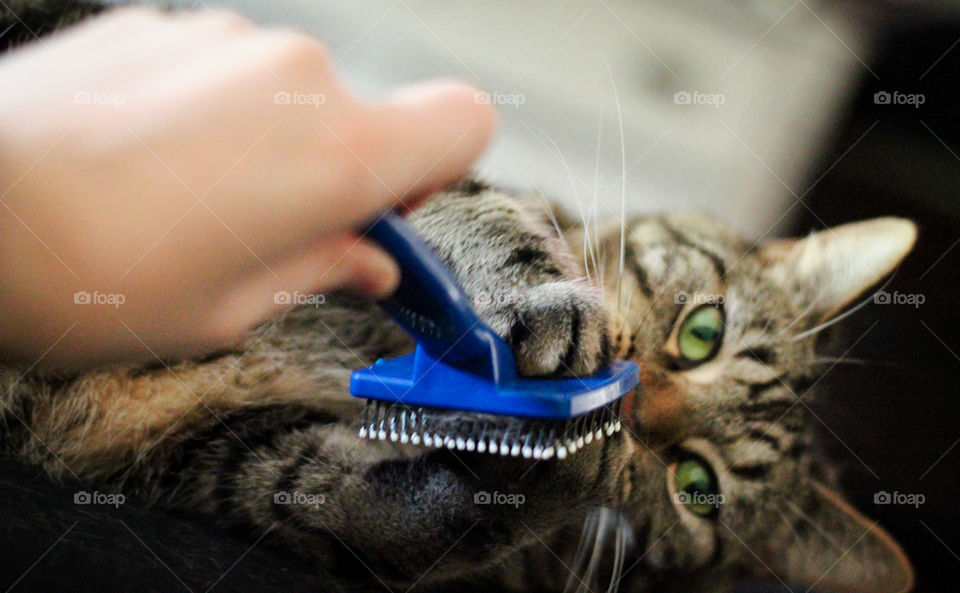 Brushing purrrfect