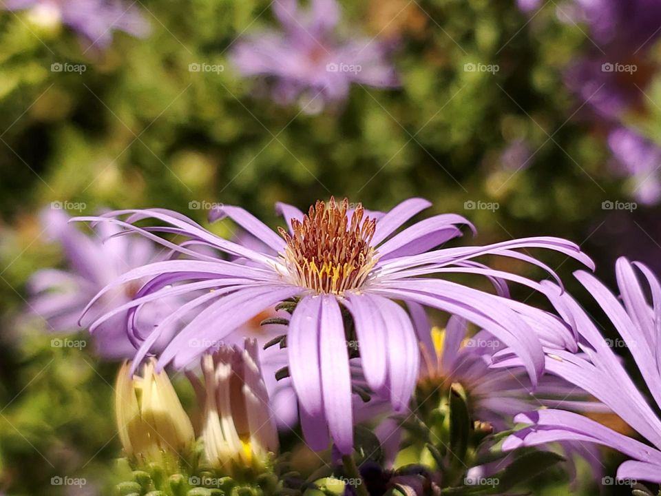 Closeup of Purple Aster.