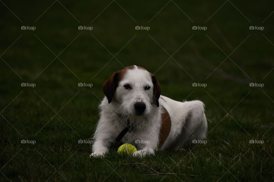 Cute dog with ball laying in grass