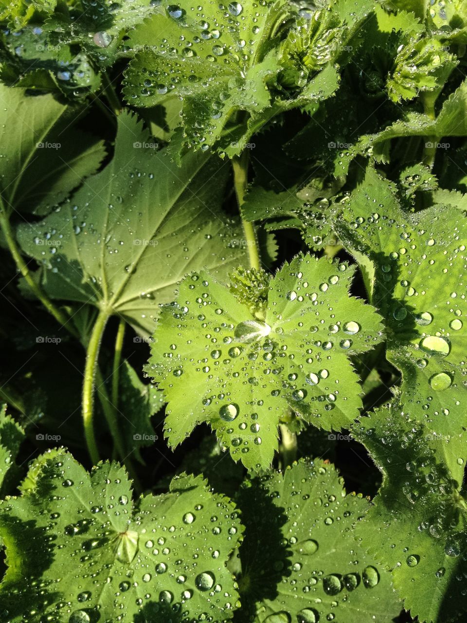 Water drops on green leafs