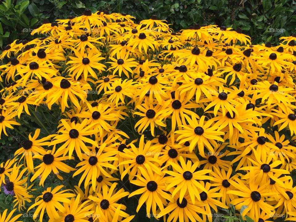 Elevated view of yellow flower in field