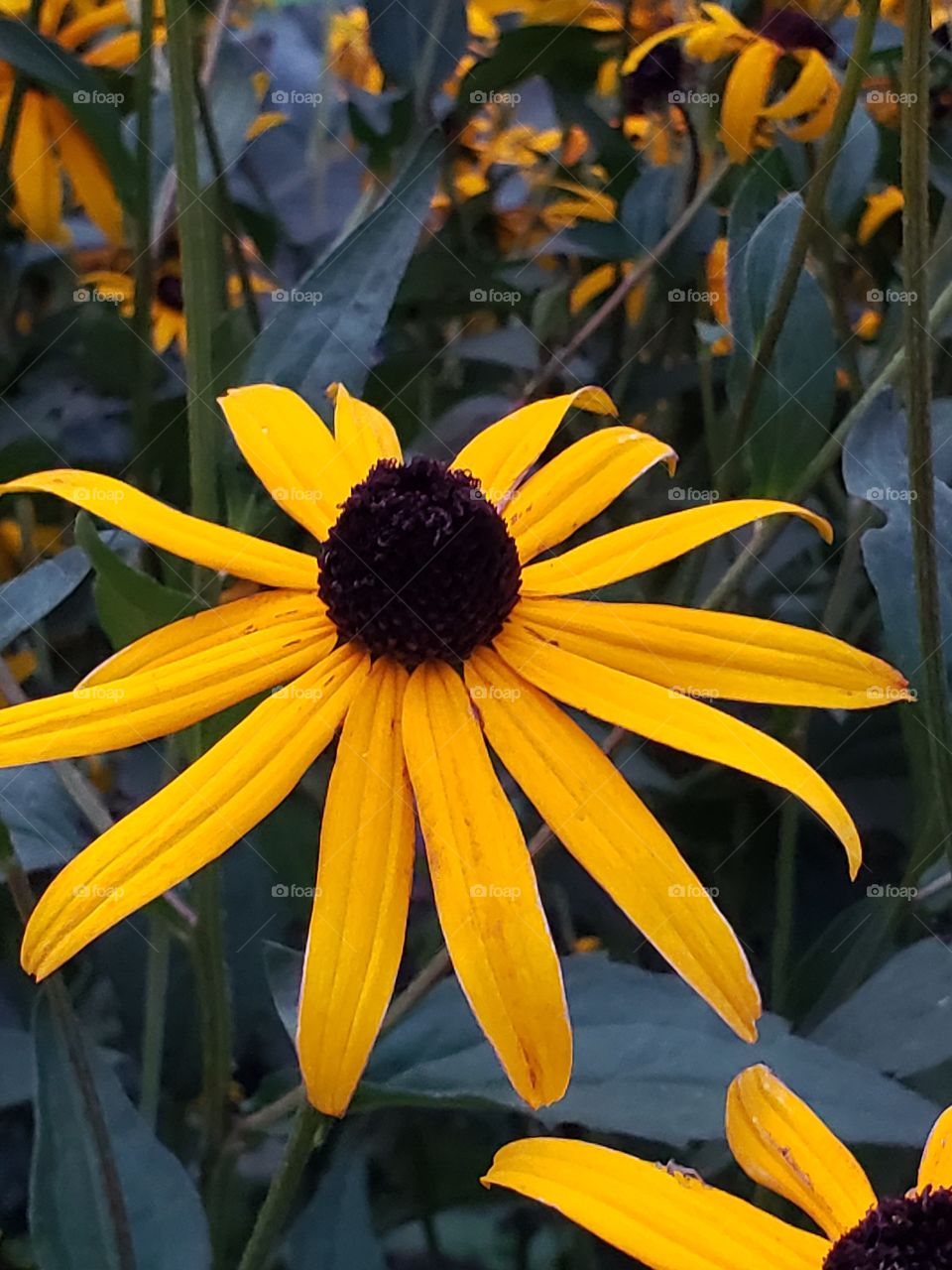 Fall flowers