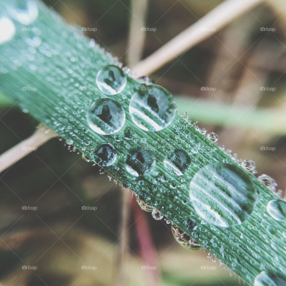 Close-up of water drops on plant stem