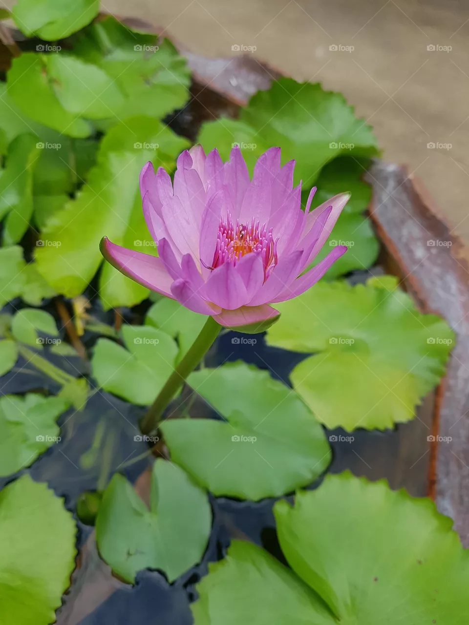 Lotus in the garden