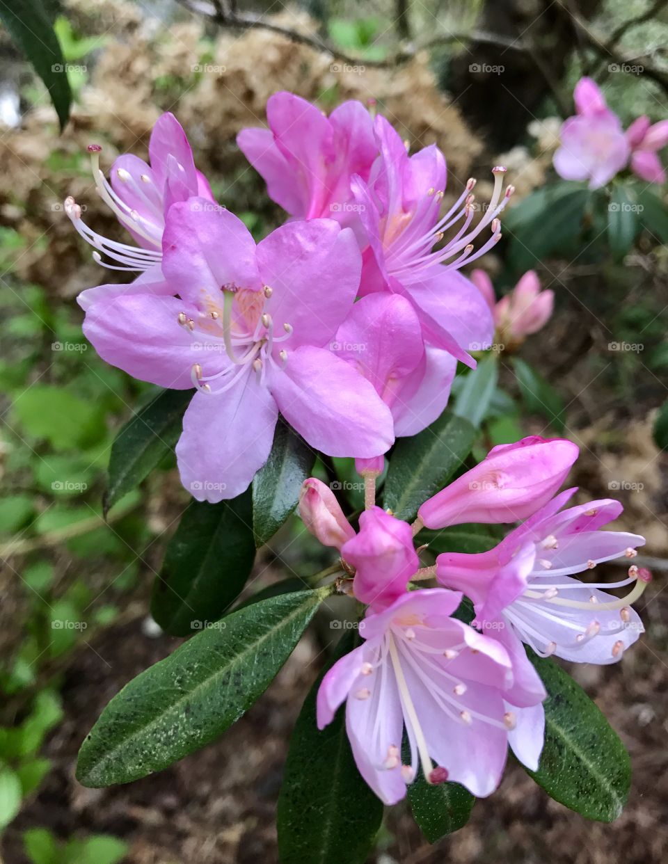 Pink Rhododendron 