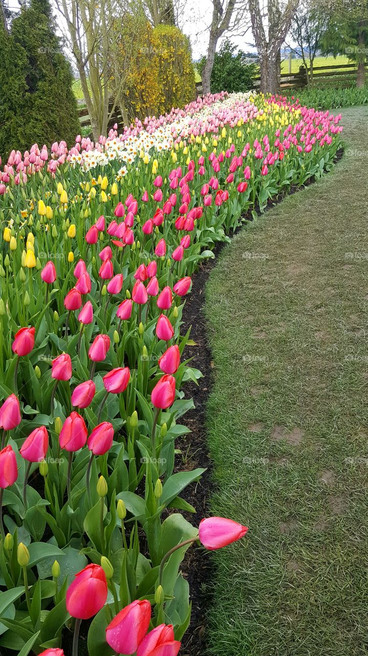 Tulip Time