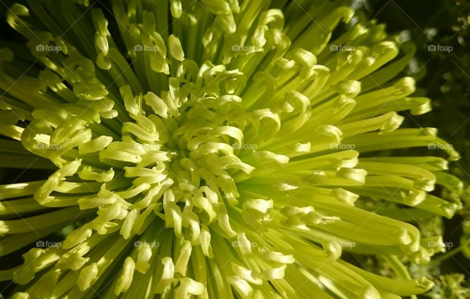 lime green flower. lime green flower