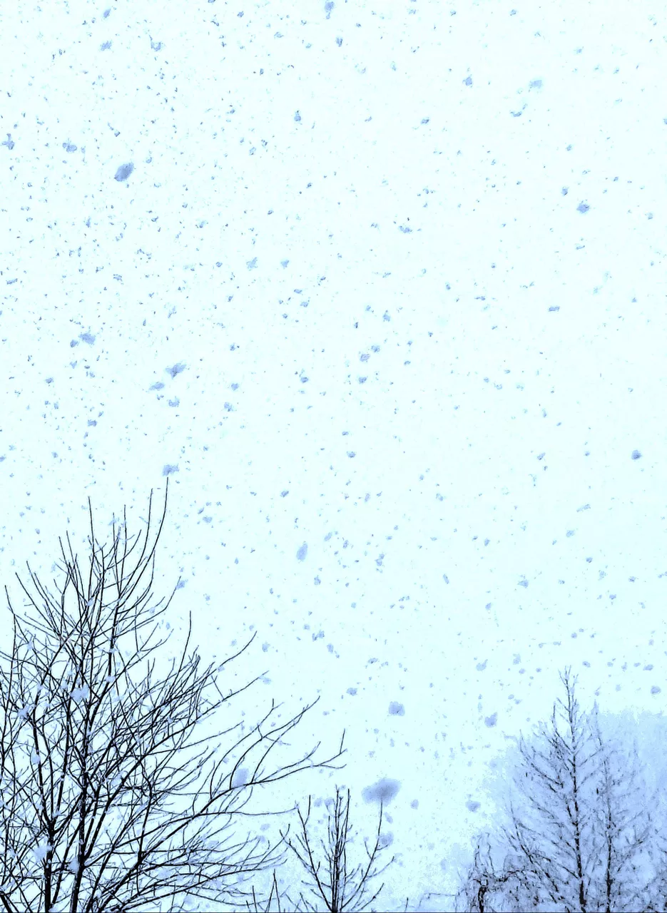 springtime snowstorm  with large snowflakes in blue