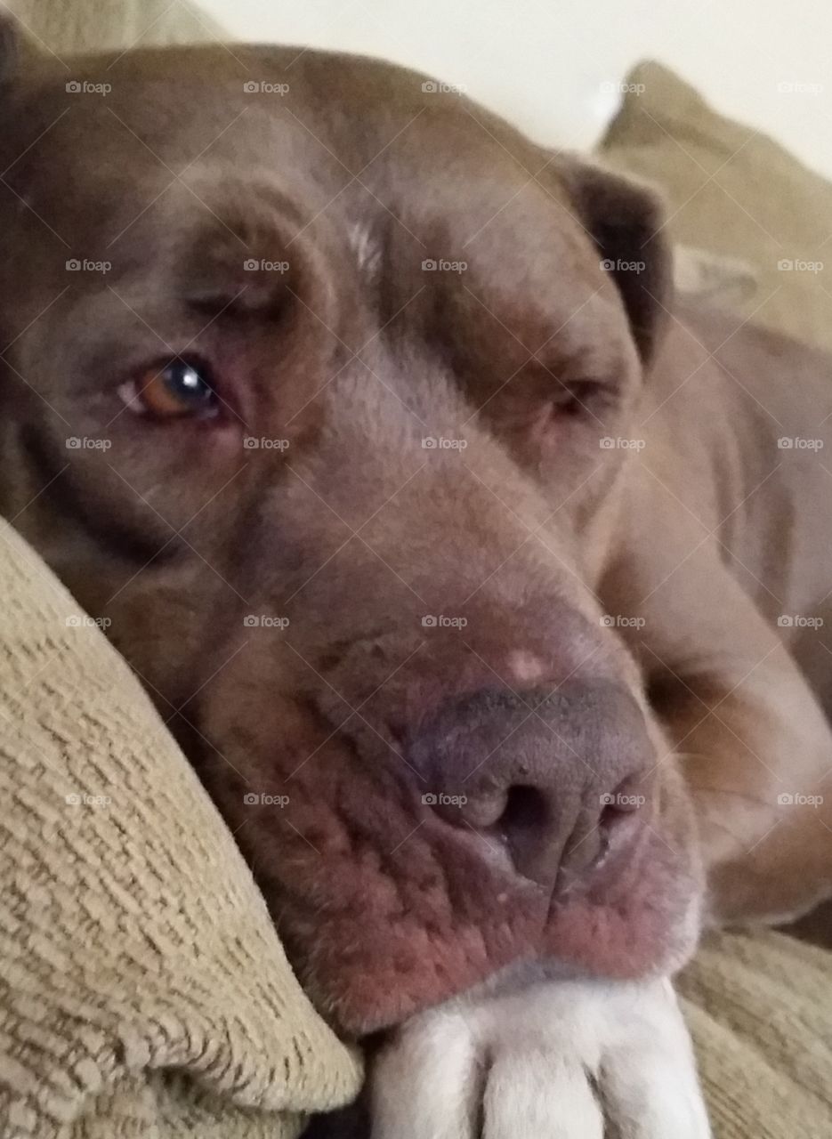 Remy up close. My pit bull, Remy, up close. 