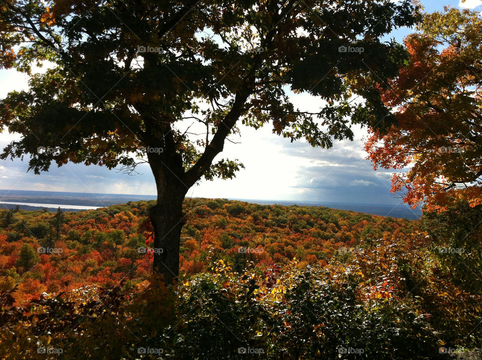 sky tree leaves park by peacephotos