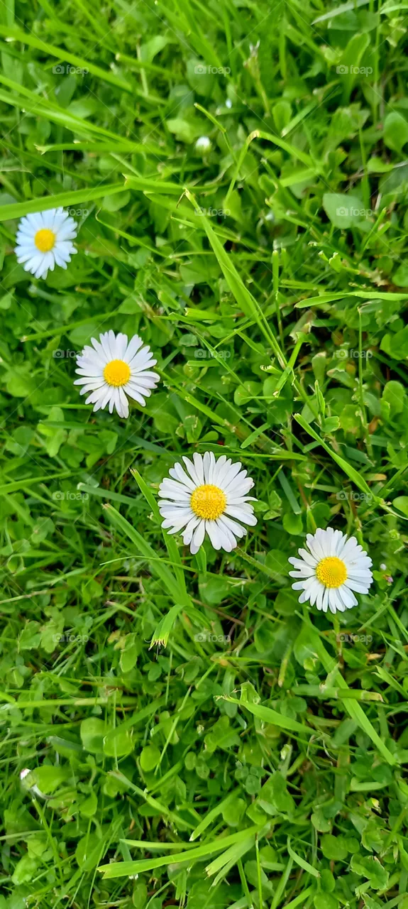 flowers