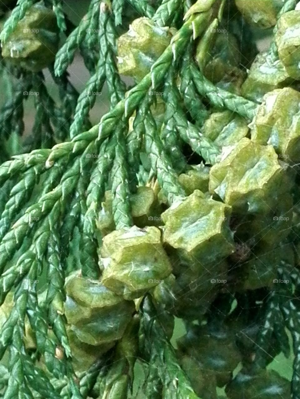 Young seeds of sawara cypress