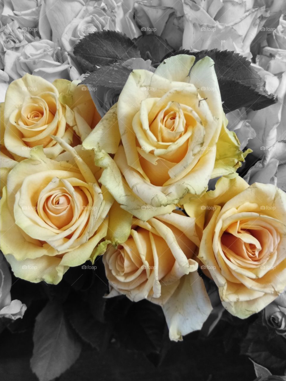 Yellow roses