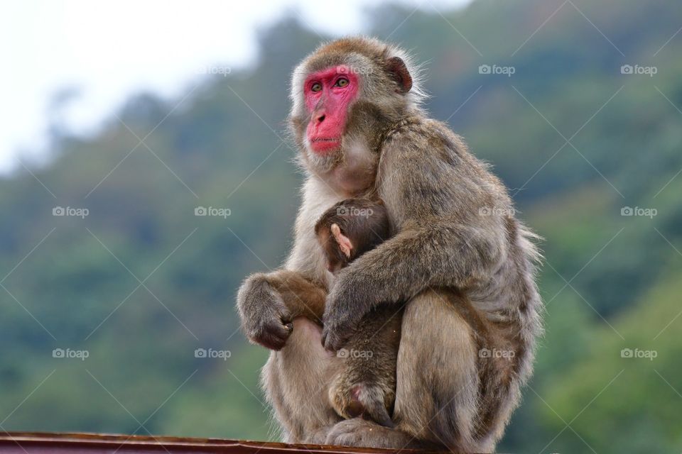 Japanese macaque momma with baby