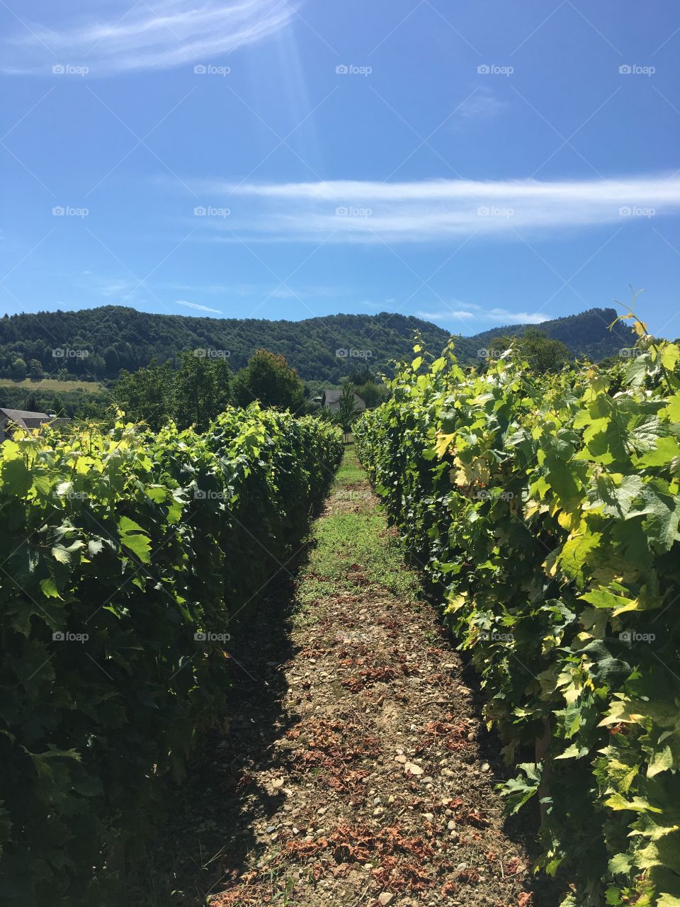 Apremont vineyard by a sunny day