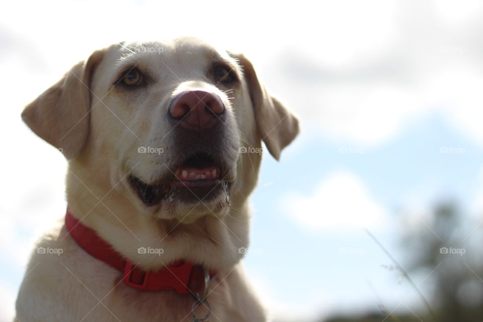 Close-up of a white dog