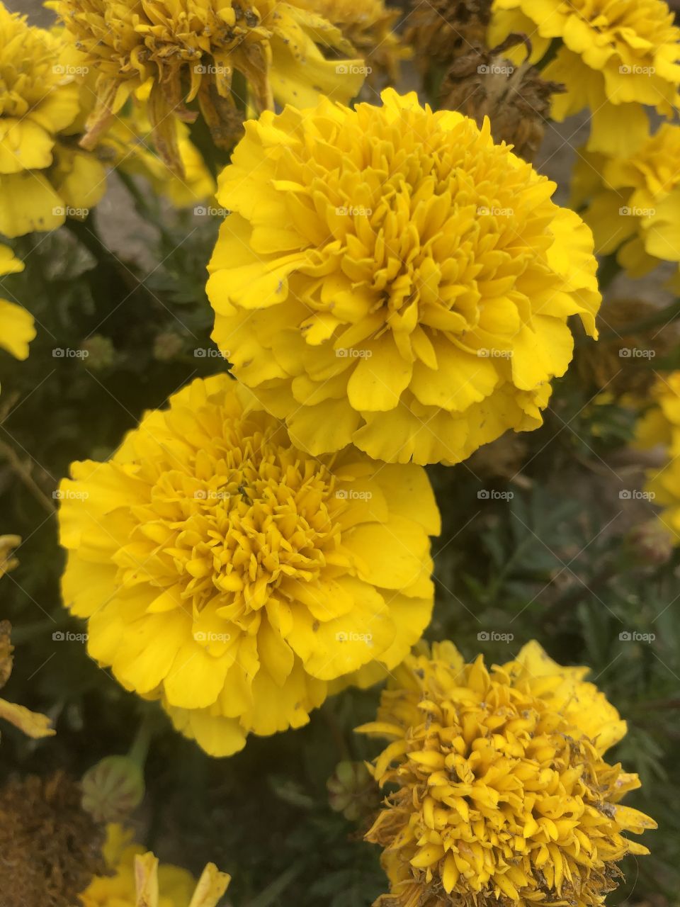 Summer yellow flowers in Portugal