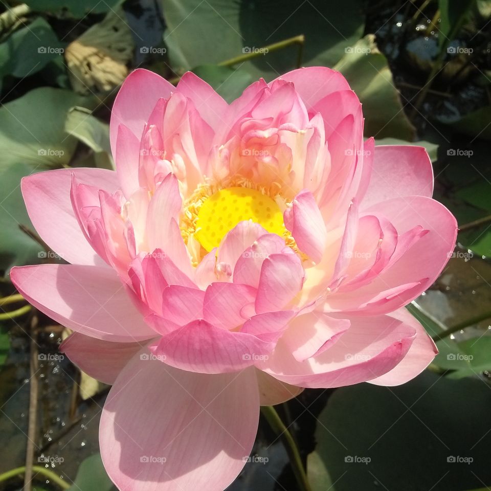 lotus flower