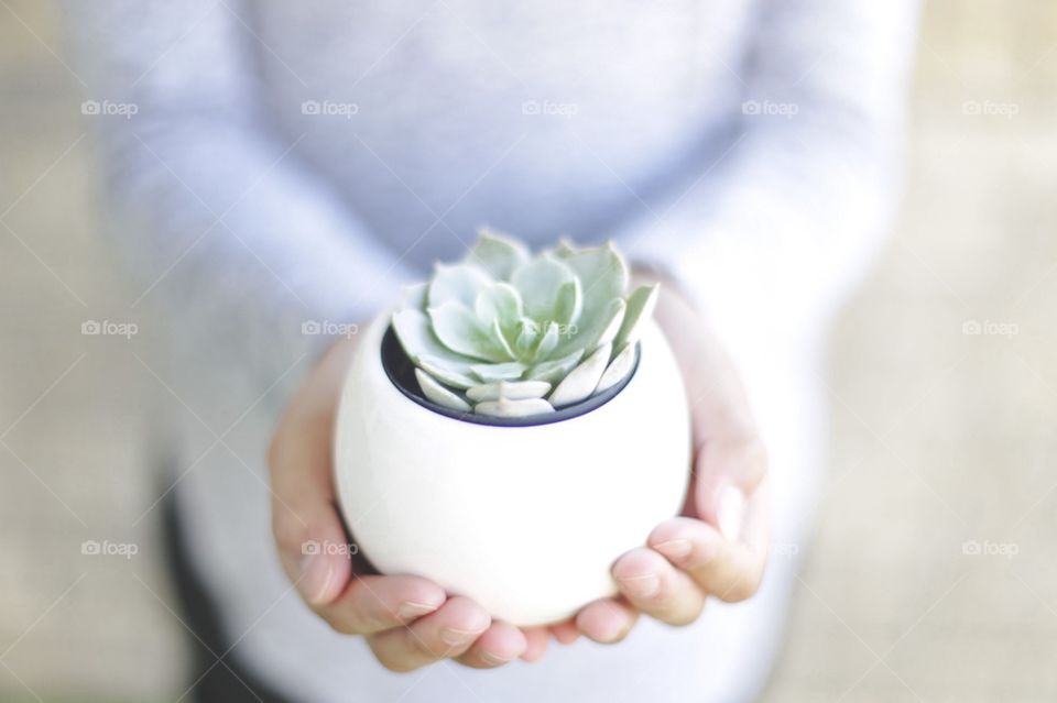 Succulent plant 