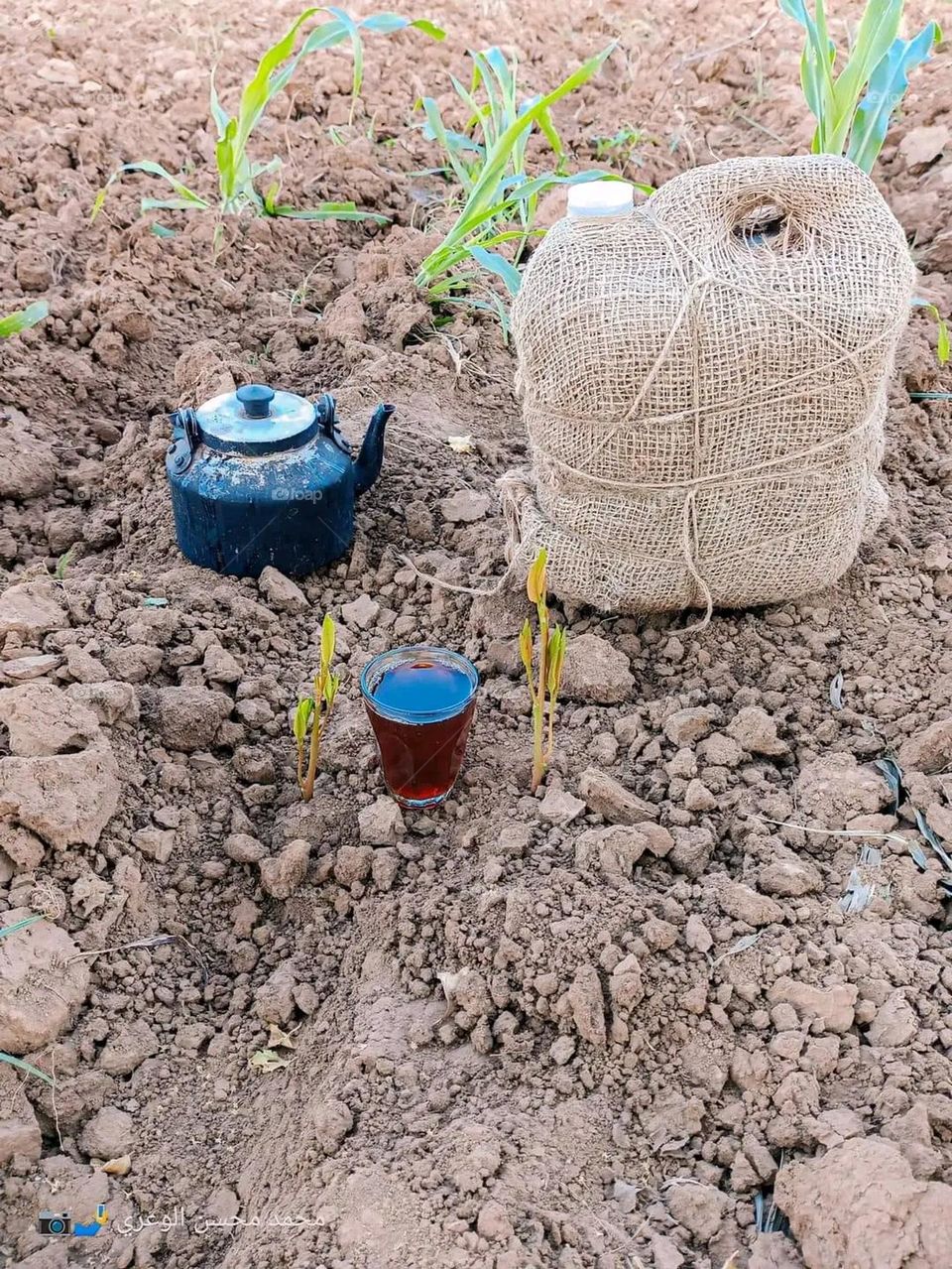 A very beautiful picture, and there is no better picture than it. There is no better picture of green herbs and colorful, red and white roses than it. Glory be to God, the natural and picturesque view, and there is no more