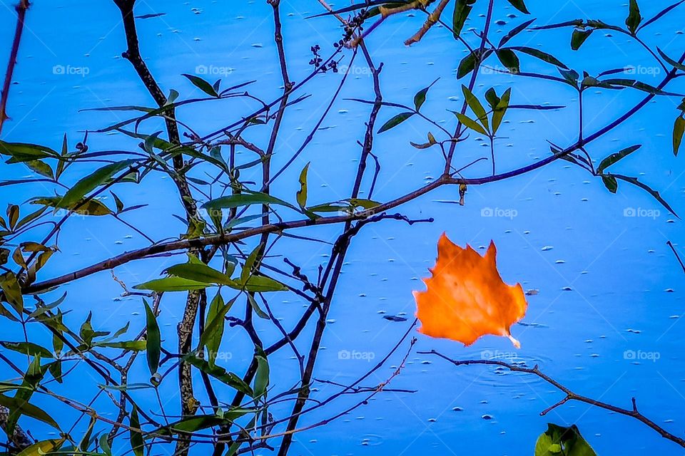 Leaf falling
