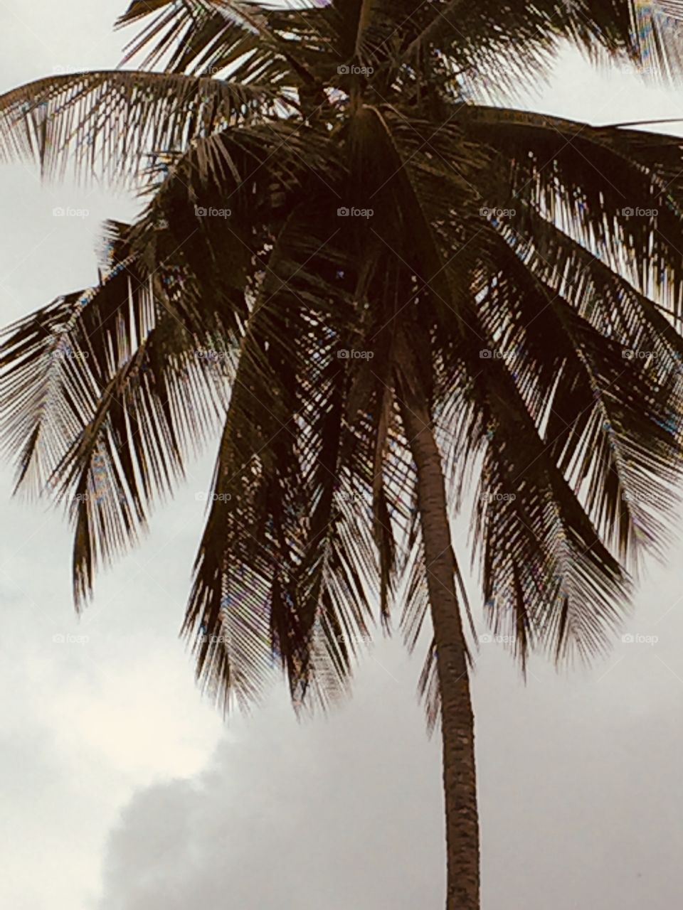 Coconut tree :which gives plenty of advantages.......