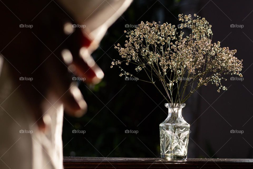 Plant in the vase