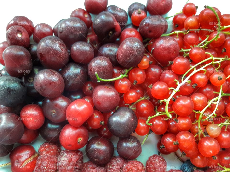 nature flower botany summer spring greens wild clouds sky