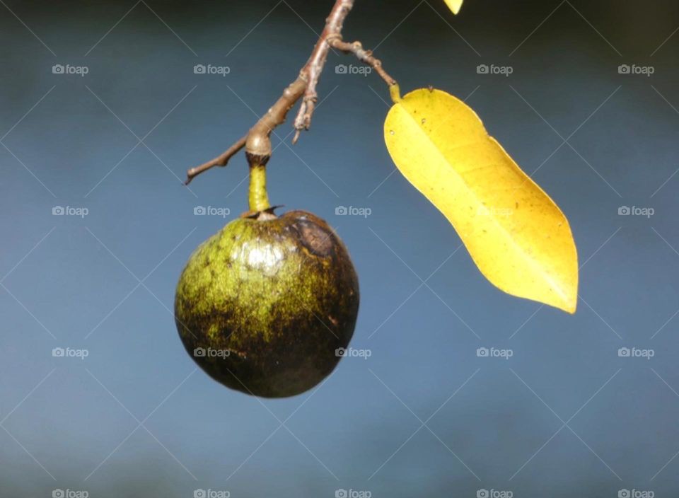 A swamp apple in a Florida oxbow