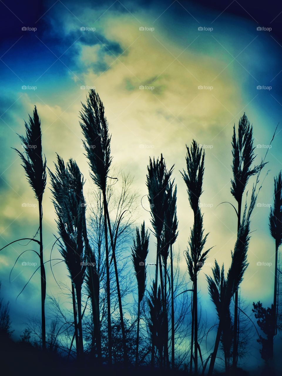 Grasses