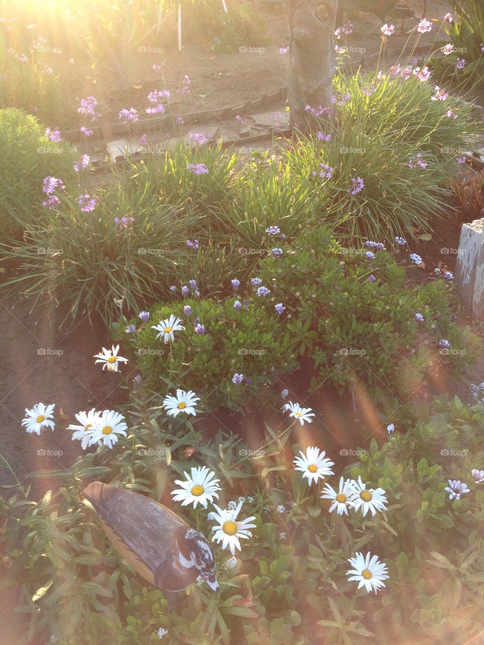 Sunlit Flowers