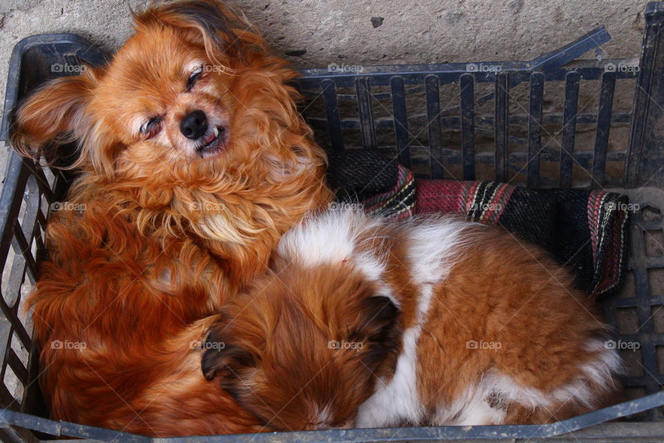 Beautiful small dogs mother and son in a plastic box