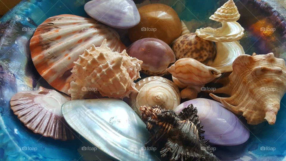 Sea shells in bowl
