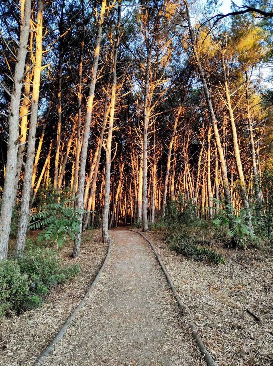 walking in the pine forest at dawn