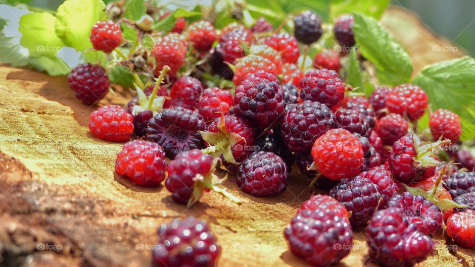 Picking blackberries