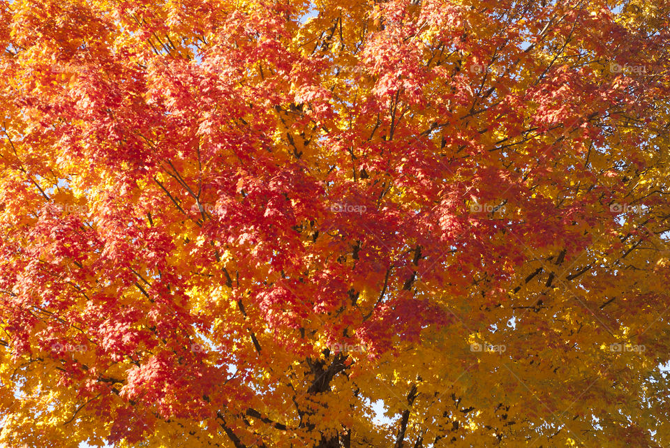Deep orange and vibrant yellow leaves on this tree are the hallmark signature of the autumn season.
