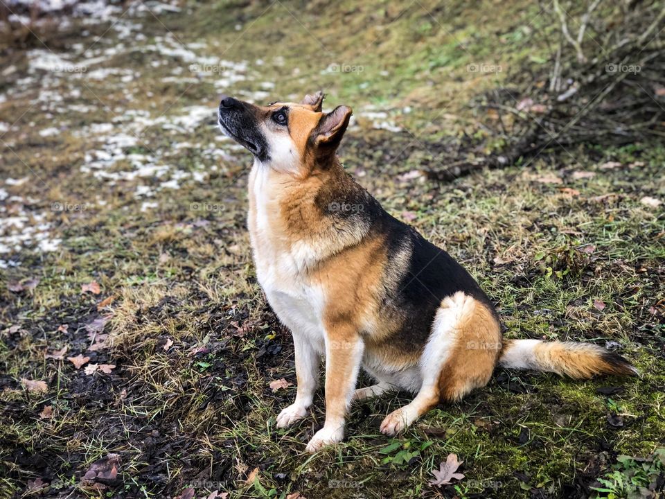 Curious dog