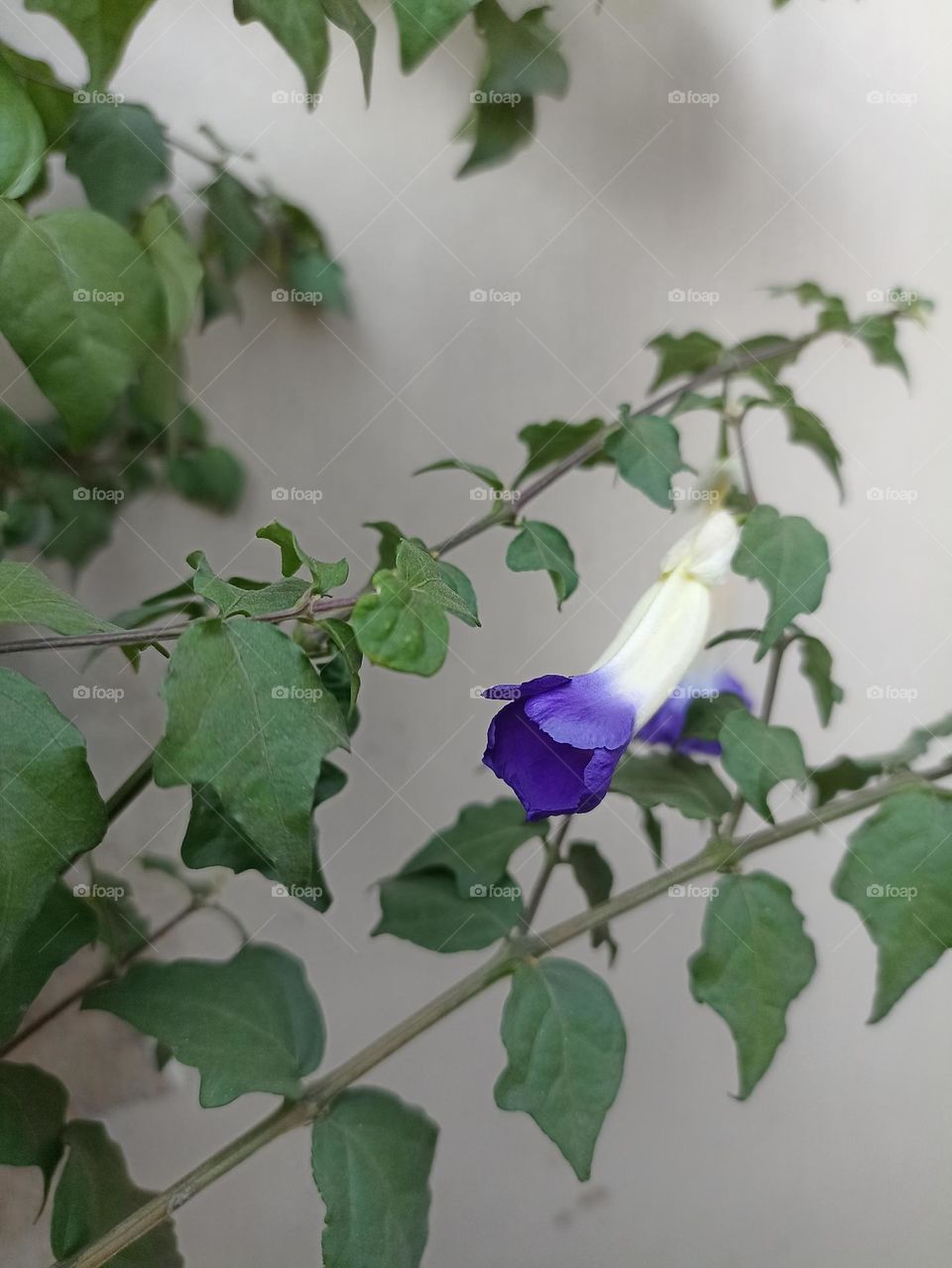 I am not getting down  I don't care for what other people say.