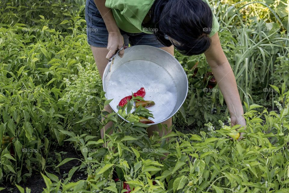 Woman picking peppers in the garden, holding a metal tray