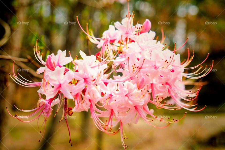 Large cluster of light pink Wild Azaleas blooming before the leaves emerge in early spring at Lake Wheeler Park in Raleigh North Carolina, Triangle area, Wake County. Common in southeast United States.