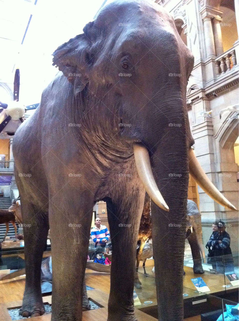 people mammals museum old by jabz