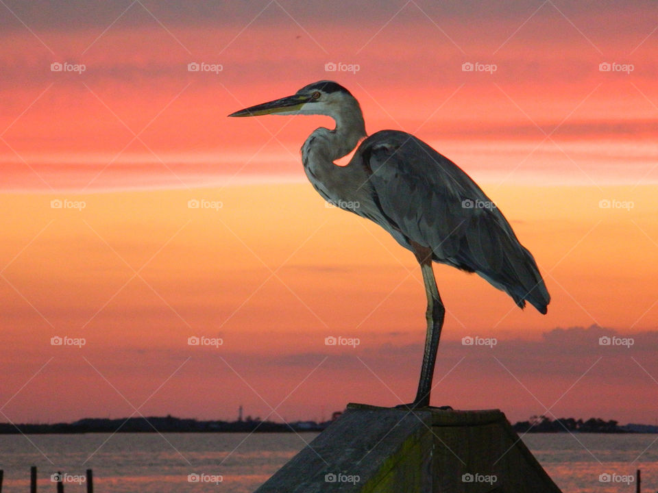 Great Blue Heron poses on a post during a spectacular sunset!