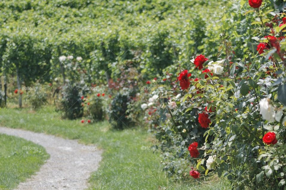 Rose flowers growing on garden