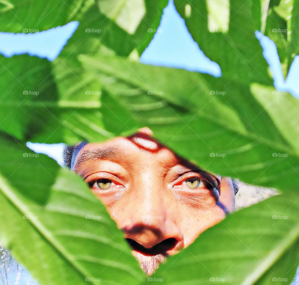 Green eyes looking through nature's green leaves