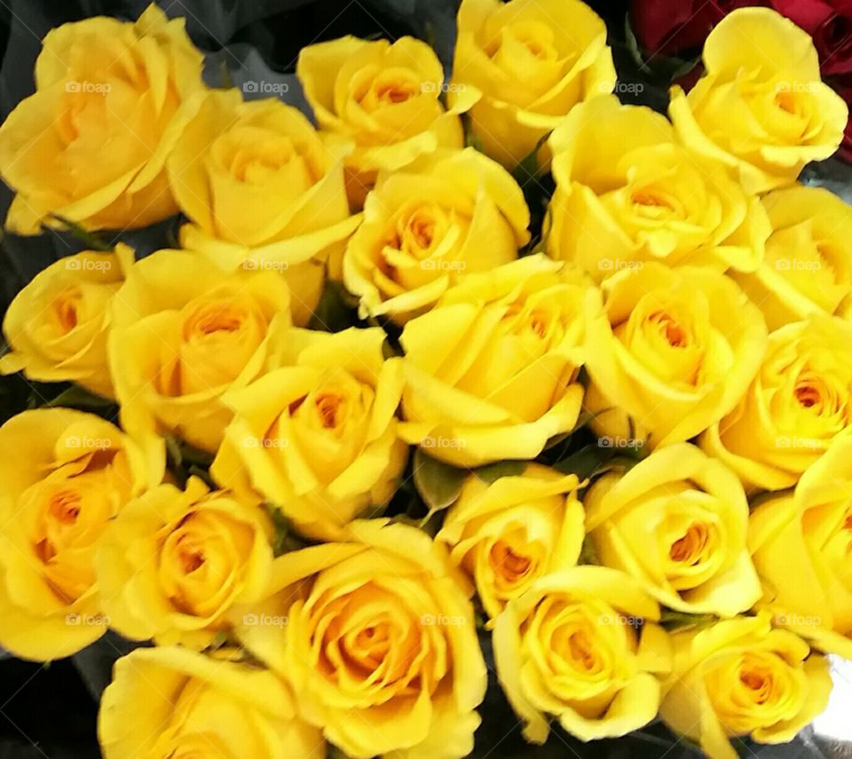 background of beautiful yellow roses
