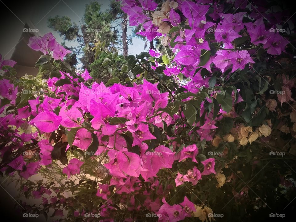 Retro Pink Blossoms  (Vignette)