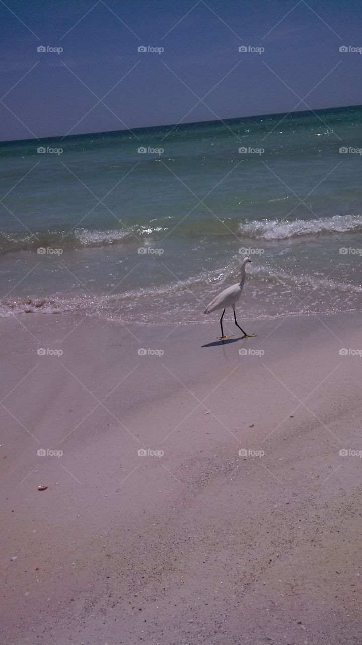 Beach Crane Taking a Stroll Along the Shore